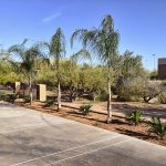 parking-lot-and-trees