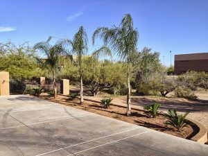 parking-lot-and-trees