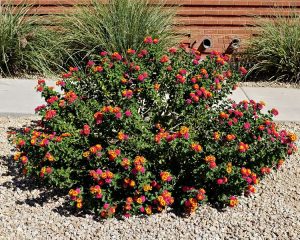 shrub - desert bird of paradise