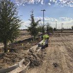 tree-planting